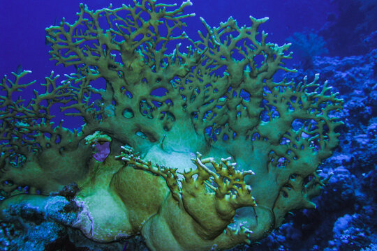 Large Fire Coral Colony (Millepora) Growing on Tropical Coral Reef Underwater