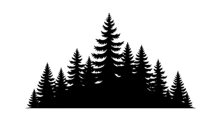 Fototapeta premium Silhouette of a dense forest of pine trees.
