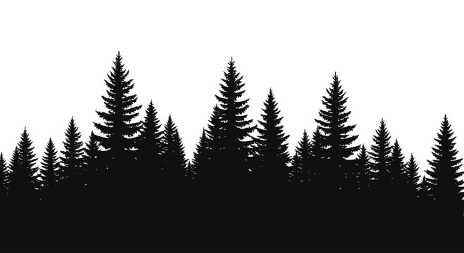 Silhouette of a dense evergreen forest at dusk.