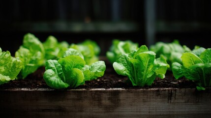 Young, vibrant lettuce plants with crisp green leaves growing in dark soil