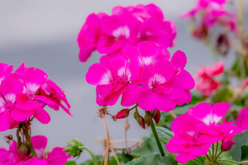 The wild flower plant in the garden
