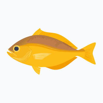 Vector Illustration of a John Dory Fish also known as Saint Pierre or Zeus Faber Isolated on White Background