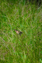 sparrow on the grass