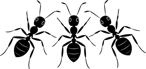 Ant insect silhouette collection with detailed ant anatomy poses isolated, entomology biology vector set for pest control, ecology study and insect illustration design © Sarsoti