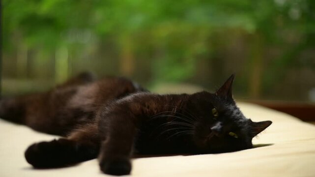 新緑の庭を背景にくつろぐ黒猫