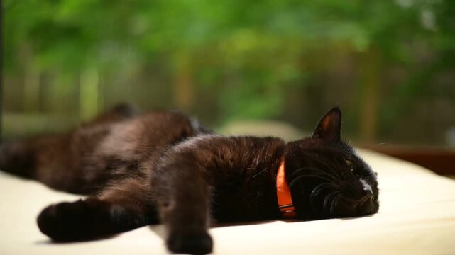 新緑の庭を背景にくつろぐ黒猫