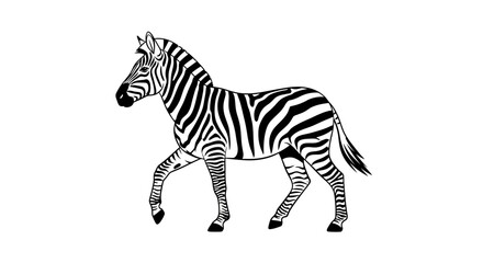 Obraz premium Black and White Zebra Illustration Walking.