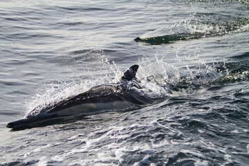 Obraz premium Bottlenose Dolphins Breaking the Surface California