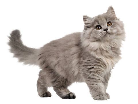 ragamuffin cat sitting on a white background