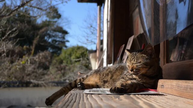 長岳寺の拝観受付窓口で昼寝するトラ猫（奈良県天理市, 2025年12月）