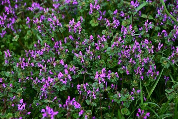 Obraz premium Henbit (Lmium amplexicaule) flowers. Lamiaceae annual weed. The lip-shaped flowers bloom, painting fields reddish-purple in spring.