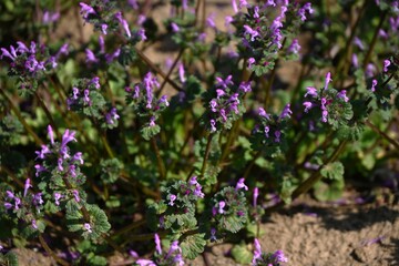 Obraz premium Henbit (Lmium amplexicaule) flowers. Lamiaceae annual weed. The lip-shaped flowers bloom, painting fields reddish-purple in spring.