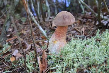 Lurid Bolete Suillellus luridus in deer lichen with droplets of squeezed water on stalk close-up