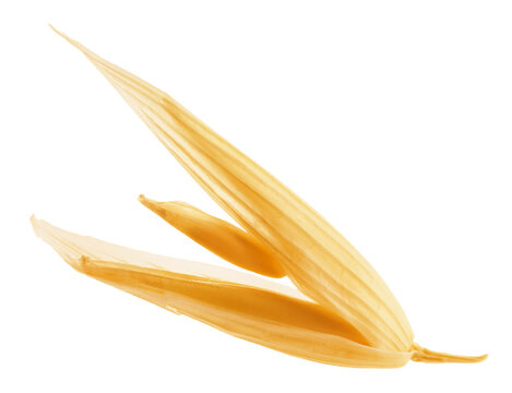 Oat grain with husk isolated on white