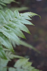 close up of marijuana