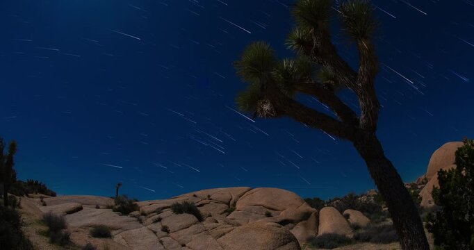 Star Trails Joshua Tree Night Sky Silhouette Clear Sky Timelapse