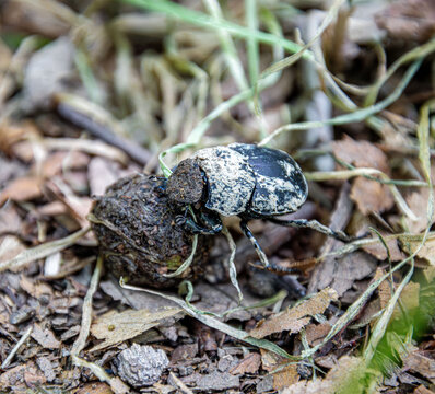 scarab beetle is rolling a piece of scat in low dry summer grass