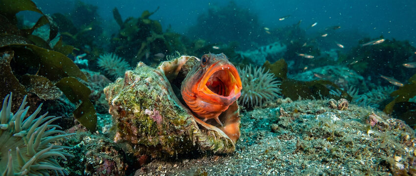 A sarcastic fringehead opens its mouth wide inside a seashell underwater