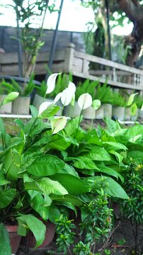 Close-up footage of a blooming peace lily flower (Spathiphyllum) growing in a garden