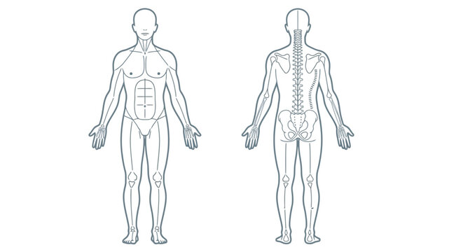 Front and back anatomical vector illustration displaying the human musculoskeletal system outline for medical reference