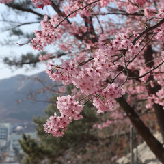 Fototapeta premium cherry blossoms