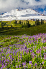 Obraz premium Alpine Wildflower Meadow with Mount Baker, Washington