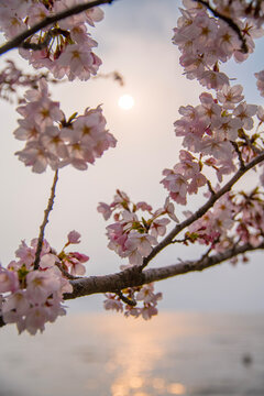 桜