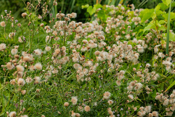 Fototapeta premium Field filled with tall plants bearing white fluffy seed heads ready for wind dispersal in grass. 