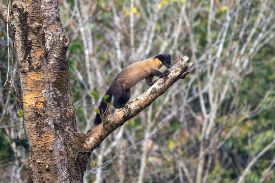 The Yellow-throated Marten is an agile and fearless carnivore often seen moving quickly through trees.