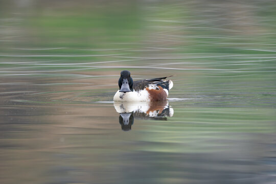 The Northern Shoveler male is a striking migratory duck seen in Nepal during winter. 