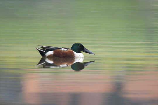 The Northern Shoveler male is a striking migratory duck seen in Nepal during winter. 