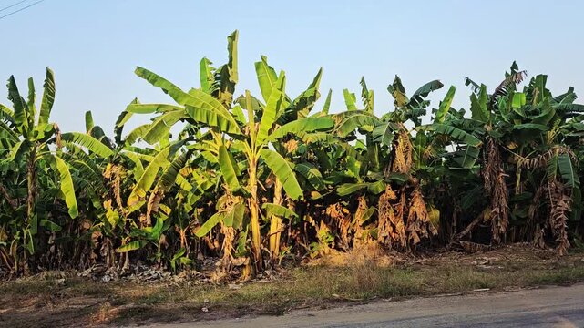 banana tree