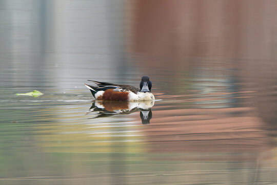 The Northern Shoveler male is a striking migratory duck seen in Nepal during winter. 