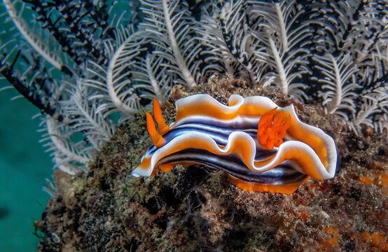Magnificent Charomodoris (Chromodoris magnifica) with White Feather Stars in background, Reef off of Mabul Island, Sabah, Malaysia, Borneo