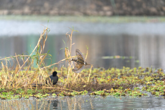 The Greater Painted-snipe is a unique wading bird found in the wetlands of Nepal. Unlike most birds, the female is more colorful than the male