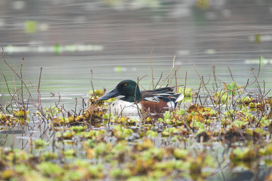 The Northern Shoveler male is a striking migratory duck seen in Nepal during winter. 