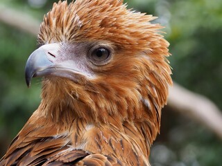Fototapeta premium Majestic regal Black-breasted Buzzard.