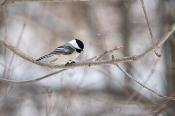 Fototapeta premium Black‑capped Chickadee, Oaklnad County, Michigan
