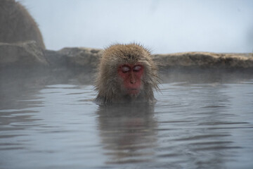Fototapeta premium japanese macaque snow monkey relaxing in hot spring water with steam and reflection