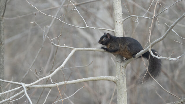 Black Phase Eastern Gray Squirrel, Oakland County, Michigan