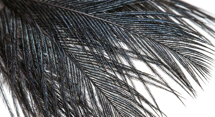 Obraz premium Macro shot of soft black ostrich feathers on white background