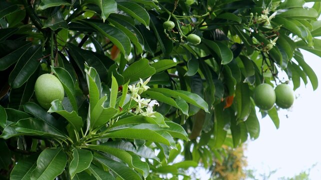 Cerbera manhas tree bears fruit and flowers