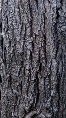 Obraz premium close up view of wood texture