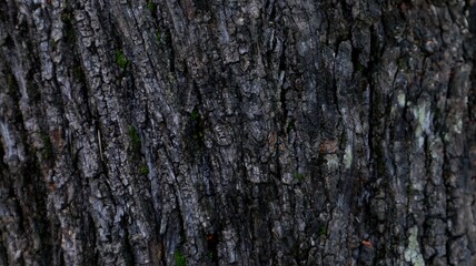 Obraz premium close up view of wood texture