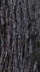 Obraz premium close up view of wood texture