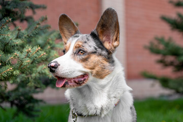 Side profile portrait of a blue merle corgi dog panting with tongue out beside an evergreen tree, large upright ears and collar visible, looking left in soft daylight with brick wall and green lawn © Masarik