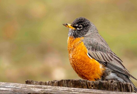 robin on the ground