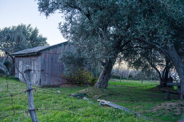 Weathered wooden shed beside large olive trees in a quiet rural orchard, green grass and barbed wire fence in foreground, rustic bench under branches, calm countryside scene in blue dusk light