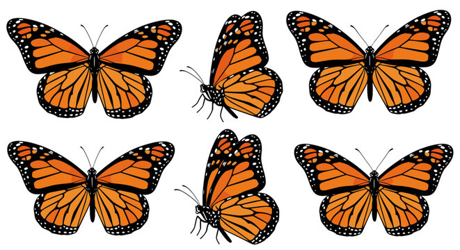 Six Monarch Butterflies in Different Poses