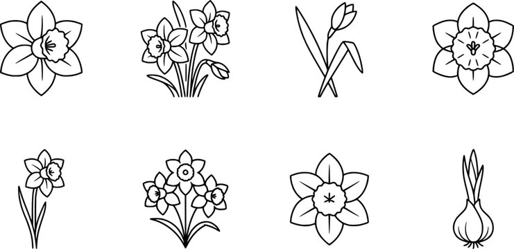 Minimalist line art daffodil icon set close up botanical elements single stem bouquet flat vector black outline spring floral clipart